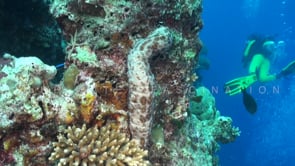 1883_Sea cucumber and scuba diver