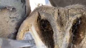 Related Embedded Video Item Thumbnail