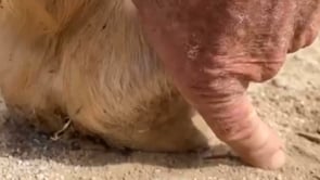 Related Embedded Video Item Thumbnail