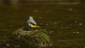 Grey Wagtail Collecting Moss for Nest