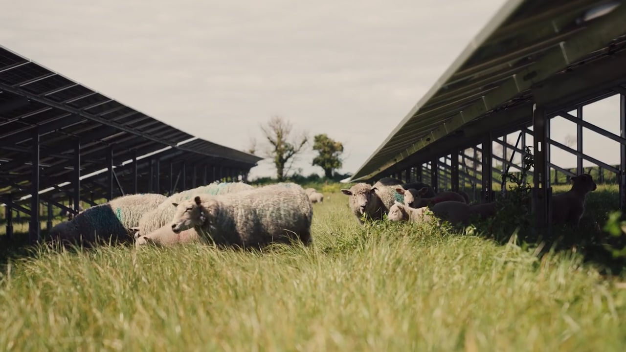 JE Moulin à Vent solar farm - meet the sheep Image