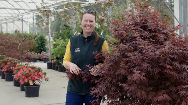 Japanese Maple Tree Spotlight | How to Grow and Care For Acer palmatum