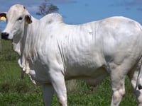 Lote 04C