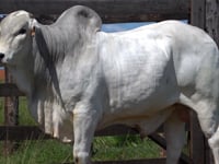 Lote 13T