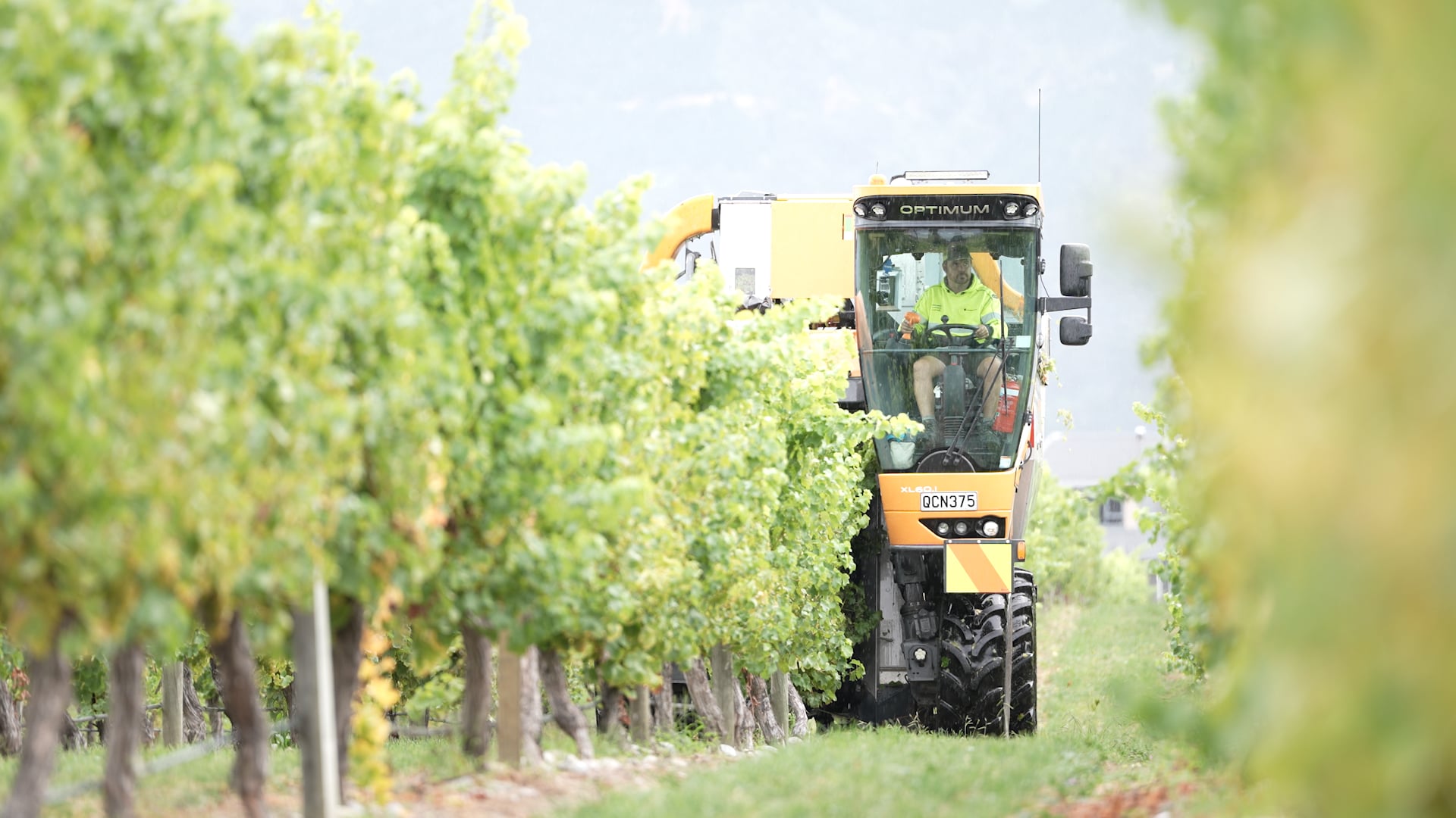 Selaks Grape Harvesting