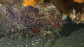0119_Reef octopus close up