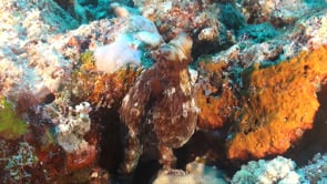 0567_octopus changing color