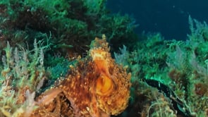 0570_octopus close up