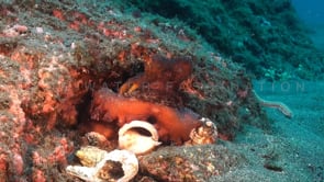 0571_octopus with shells