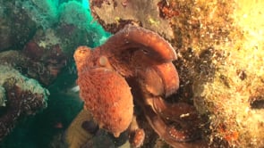 0600_octopus walking over reef