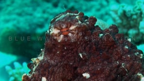 0730_reef octopus close up eye