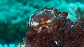 0731_reef octopus super close up eye