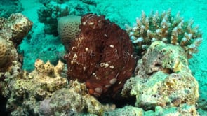 0733_reef octopus pan shot