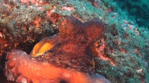 0734_reef octopus breathing in current
