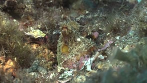 0735_reef octopus mediterranean