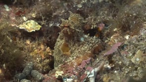 0736_reef octopus mediterranean close up