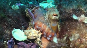 0737_reef octopus mediterranean empty shells