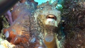 0738_reef octopus mediterranean super close up