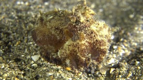 0741_Small octopus close up at night