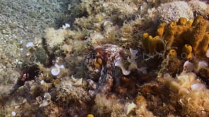 0912_octopus sitting on coral reef mediterranean