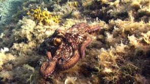 0913_Octopus swimming over coral reef mediterranean