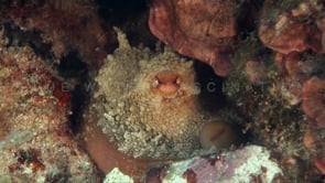 0914_close up eye of octopus