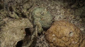 0971_octopus walking over coral reef changing color