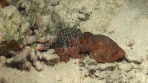 0972_starry octopus hiding under coral at night