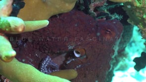 1487_reef octopus close crawling over corals
