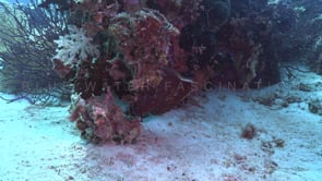 1488_reef octopus swimming over coral reef