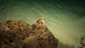 1589_octopus on coral reef at night