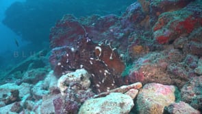 1664_reef octopus stirring up sand