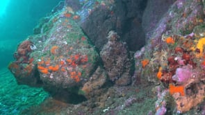 1665_reef octopus between rocks