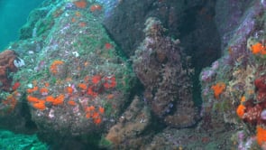 1666_reef octopus between rocks close up
