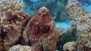 2207_octopus super close up on coral reef