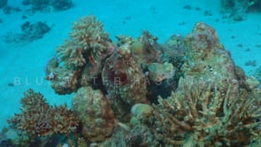 2224_octopus on coral outcrop