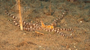 0519_Wonderpus crawling on sand