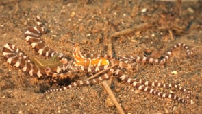 0520_Wonderpus close up
