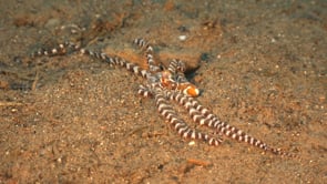 1449_Wonderpus on sand