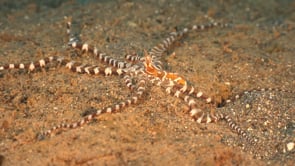 1450_Wonderpus crawling over sand