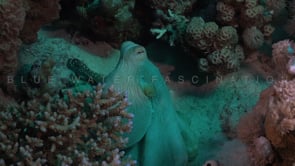2294_Octopus moving over coral reef