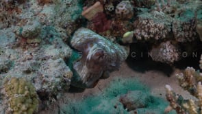 2293_Octopus on coral reef in the Red Sea