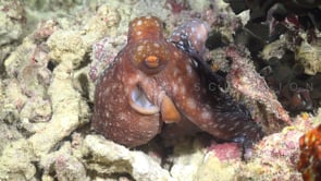 0441_starry night octopus close up