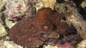 0442_starry night octopus close up