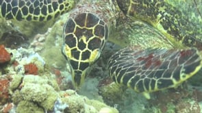 0260_Hawksbill turtle feeding close up on coral reef