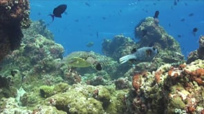 0261_Hawksbill turtle on coral reef