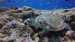 0263_Hawksbill turtle feeding close up