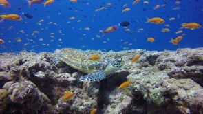 0262_Hawksbill turtle on coral reef