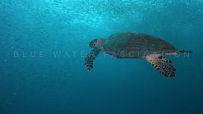 0473_Hawksbill turtle swimming through sardines