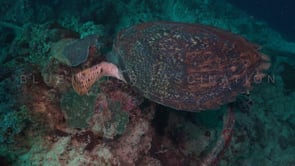 0475_Hawksbill turtle feeding on sponge